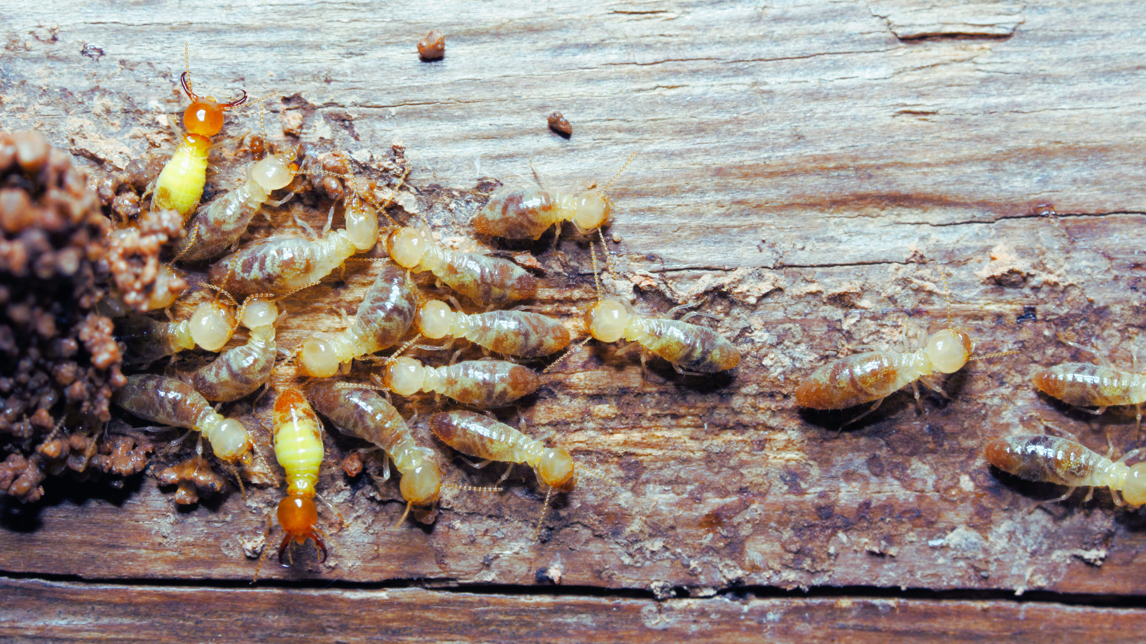 termite damage repair